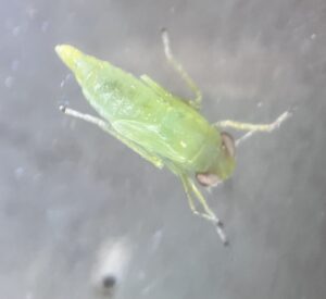 Cotton jassid nymphs