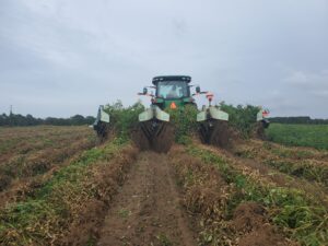 Peanut harvest