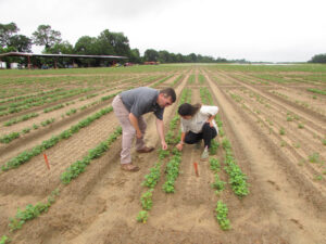 Scott Monfort, University of Georgia Extension peanut agronomist, reviews research plots with Kaelyn Morgan, UGA Tifton Campus graduate student.